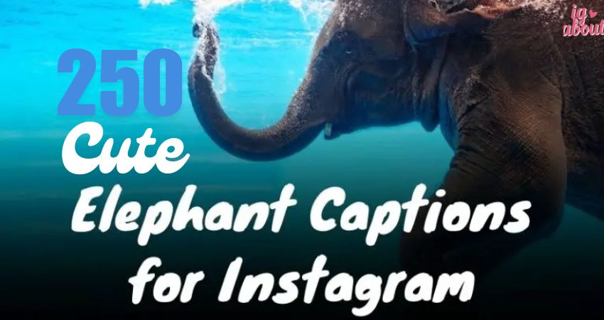 250+ Cute Elephant Captions for Instagram