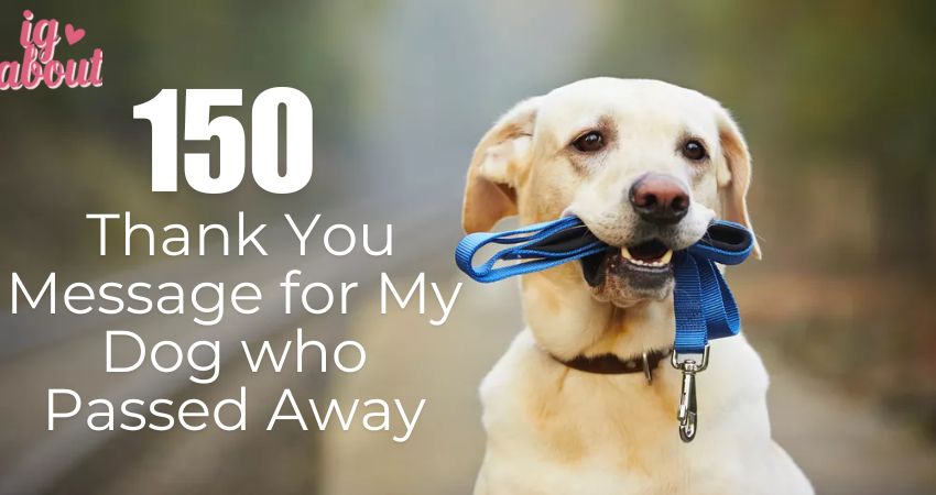 150+ Thank You Message for My Dog who Passed Away