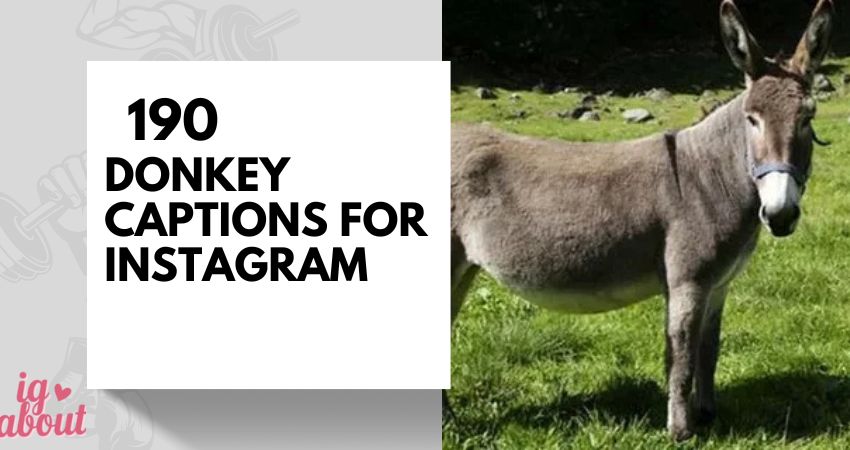 190+Donkey Captions for Instagram