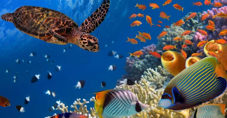 marine life the silent engine of earths ecological balance